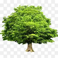 ������ľ���۴���-������