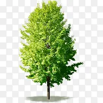 绿色嫩绿生长大树-空若网 绿色嫩绿生长大树-空若网