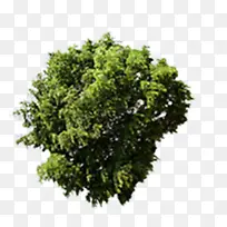 ������ɫ��Ȼ����-������