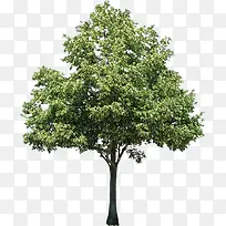 手绘户外茂密大树-空若网 手绘户外茂密大树-空若网