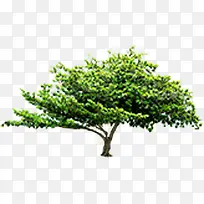 绿色清新春季大树-空若网 绿色清新春季大树-空若网