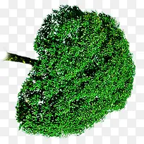 绿色大树高清摄影合成效果-空若网 绿色大树高清摄影合成效果-空若网