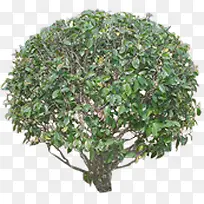 Բ����ɫֲ�����-������