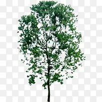 清新夏季植物大树-空若网 清新夏季植物大树-空若网
