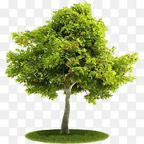 绿色清新春节大树-空若网 绿色清新春节大树-空若网