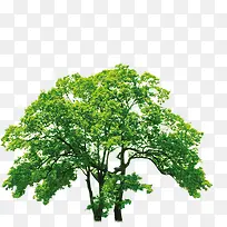 景观清新春季大树-空若网 景观清新春季大树-空若网