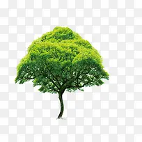 清新春季景观大树-空若网 清新春季景观大树-空若网
