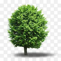 高清夏季绿色大树-空若网 高清夏季绿色大树-空若网