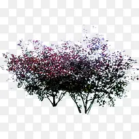 ��ɫ��Ҷ���۴���-������