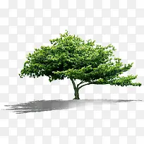 绿色春天树叶大树-空若网 绿色春天树叶大树-空若网