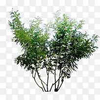 ��ɫֲ����崴�����-������