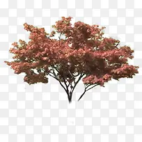 ��ɫС����Ҷ����-������