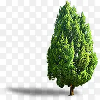 春季清新野外大树-空若网 春季清新野外大树-空若网