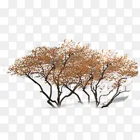 黄色秋季景观大树-空若网 黄色秋季景观大树-空若网