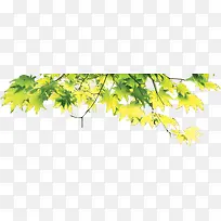 黄色大树树枝唯美-空若网 黄色大树树枝唯美-空若网