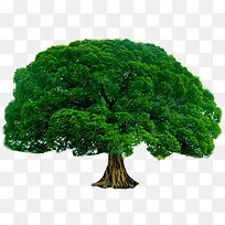 春天茂密绿色大树-空若网 春天茂密绿色大树-空若网