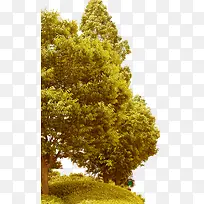 高清创意黄色摄影大树-空若网 高清创意黄色摄影大树-空若网