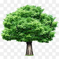 绿色创意高清摄影大树树木-空若网 绿色创意高清摄影大树树木-空若网