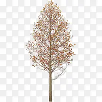 秋季黄色树叶大树-空若网 秋季黄色树叶大树-空若网