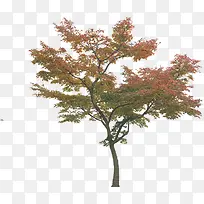 红色夏季树叶大树-空若网 红色夏季树叶大树-空若网