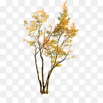 高清创意摄影黄色大树合成-空若网 高清创意摄影黄色大树合成-空若网