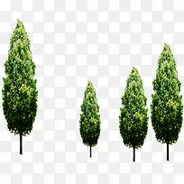 春天清新清爽大树-空若网 春天清新清爽大树-空若网