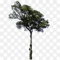 度假景观装饰大树-空若网 度假景观装饰大树-空若网