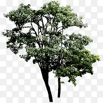 春天美化山野大树-空若网 春天美化山野大树-空若网