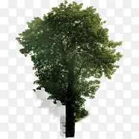 ´ºÌìÊÖ»æÉ½Ò°´óÊ÷-¿ÕÈôÍø ´ºÌìÊÖ»æÉ½Ò°´óÊ÷-¿ÕÈôÍø