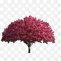 红色艺术美感大树-空若网 红色艺术美感大树-空若网