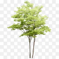 高清园林景观大树-空若网 高清园林景观大树-空若网