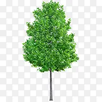 高清摄影绿色的大树树木-空若网 高清摄影绿色的大树树木-空若网