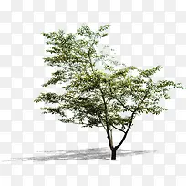 绿化景观布局大树-空若网 绿化景观布局大树-空若网