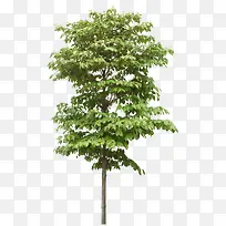 高清摄影绿色的大树树叶-空若网 高清摄影绿色的大树树叶-空若网