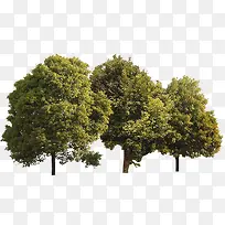 小区布局景观大树-空若网 小区布局景观大树-空若网