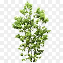 创意摄影森林里的大树-空若网 创意摄影森林里的大树-空若网