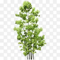 ������Ӱɭ�ֵĴ���-������