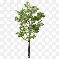 森林里的大树摄影-空若网 森林里的大树摄影-空若网