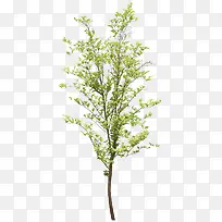 创意摄影合成绿色的大树-空若网 创意摄影合成绿色的大树-空若网