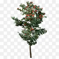 ��Ӱ��ɫ�Ĵ���ֲ��-������