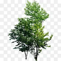 绿化景观植物大树-空若网 绿化景观植物大树-空若网