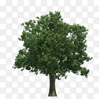 ������ɫ��Ҷ����-������