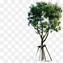 ÂÌ»¯¾°¹ÛÃÀ¾°´óÊ÷-¿ÕÈôÍø ÂÌ»¯¾°¹ÛÃÀ¾°´óÊ÷-¿ÕÈôÍø