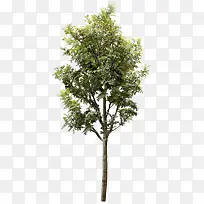 绿色的大树植物摄影-空若网 绿色的大树植物摄影-空若网