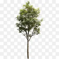 摄影绿色的大树效果-空若网 摄影绿色的大树效果-空若网