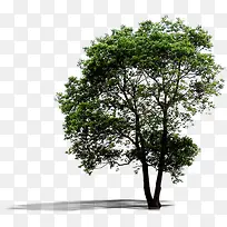 绿化环境美景大树-空若网 绿化环境美景大树-空若网