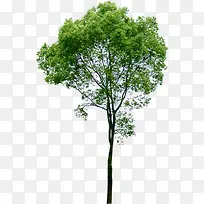 高清摄影绿色的大树造型-空若网 高清摄影绿色的大树造型-空若网