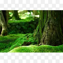 清新绿色植物大树-空若网 清新绿色植物大树-空若网