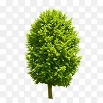 园林设计公园大树-空若网 园林设计公园大树-空若网