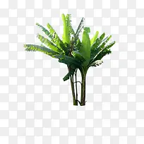 �ȴ�ֲ�ﾰ�۴���-������